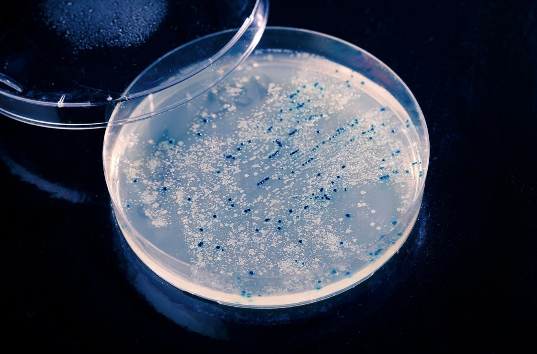 Microorganisms - What they are