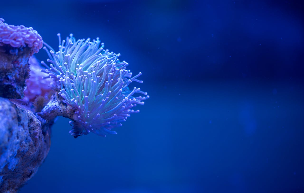 A vibrant purple and blue anemone sways gently in a clear aquarium, showcasing its delicate tentacles.