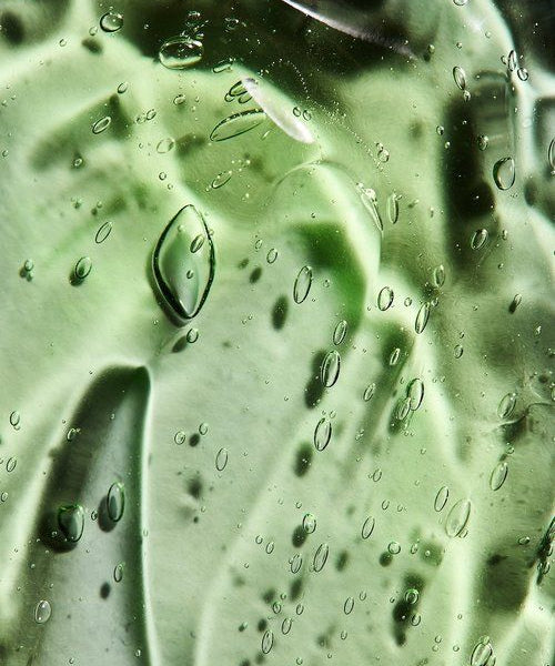 Green leaf with water droplets on a blurred background used in longevity life