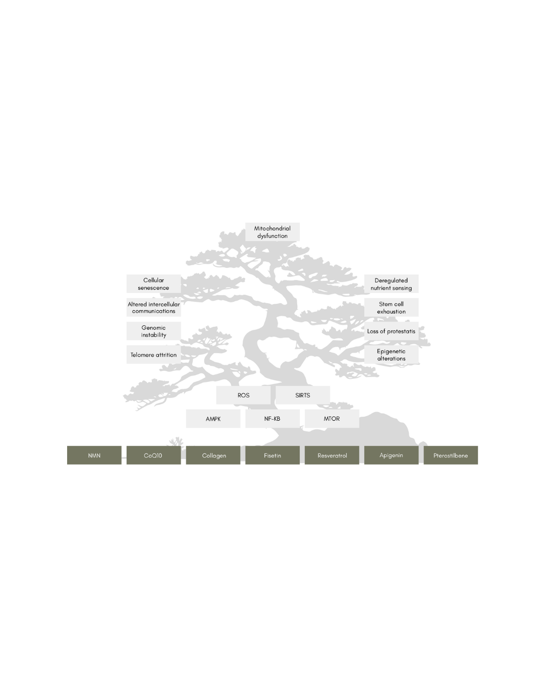 Diagram of a tree illustrating cellular aging pathways.