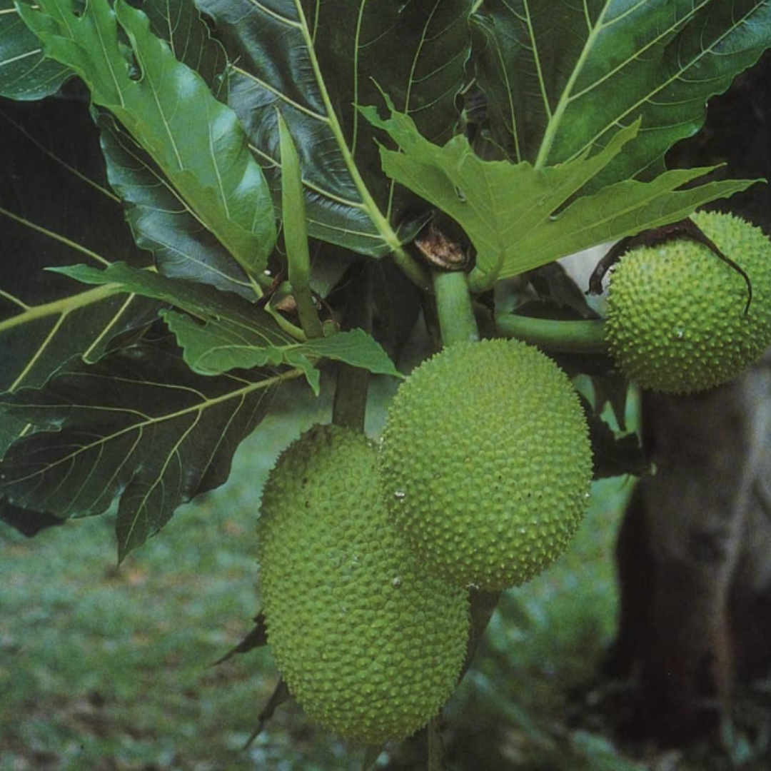 Plant Rainforest With Us