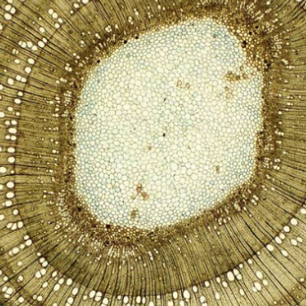 Microscopic view of plant tissue with concentric rings.