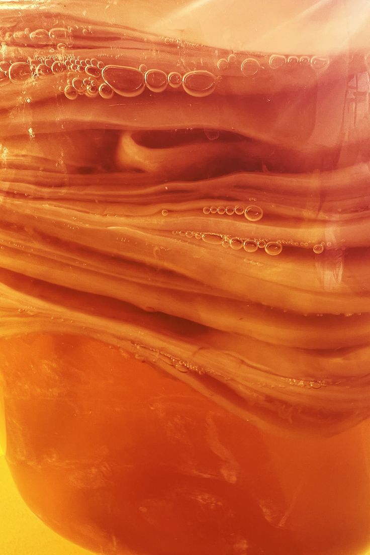 Close-up of a healthy kombucha SCOBY with visible fermentation bubbles.