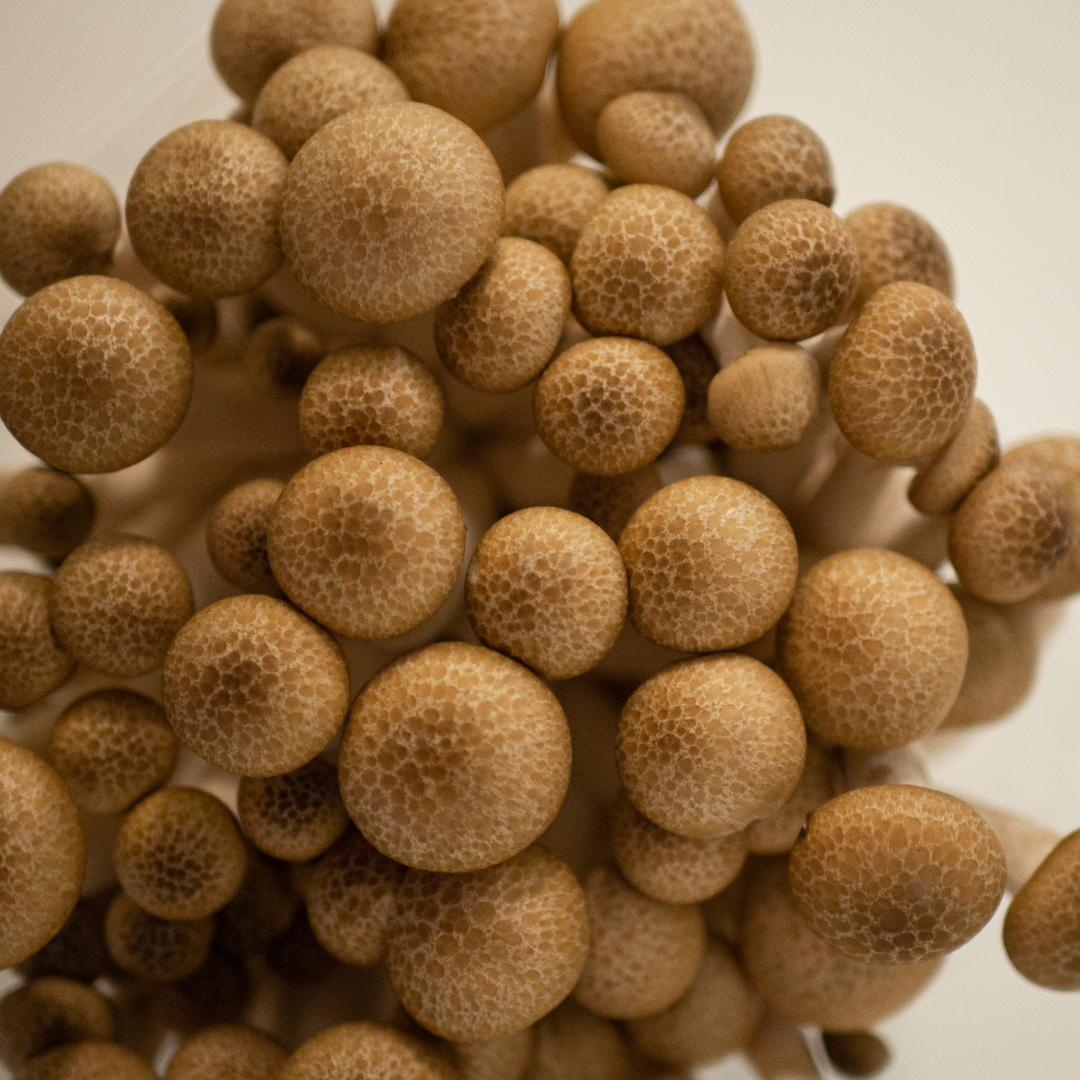Cluster of brown mushrooms on a beige background