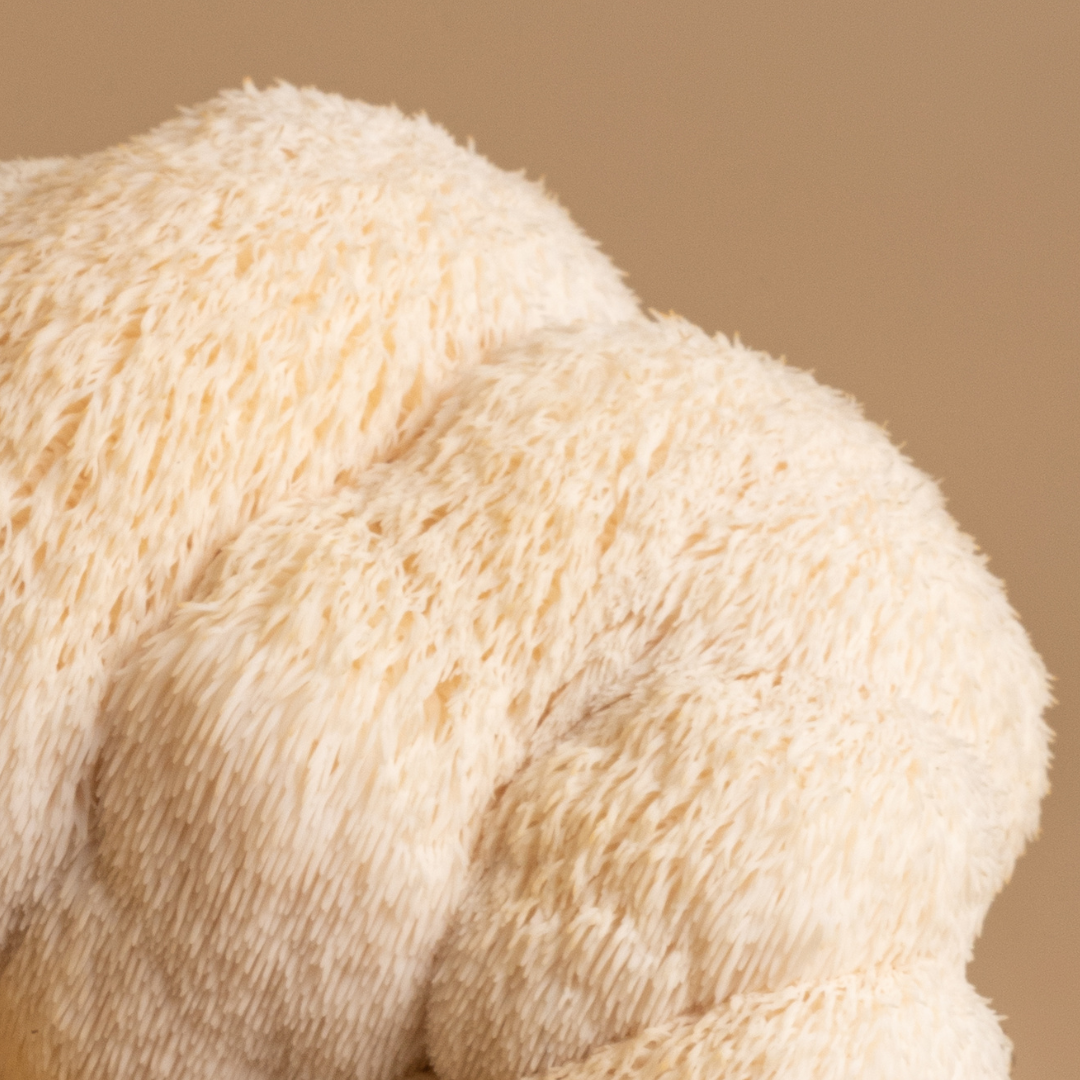 Lion's fur on a beige background