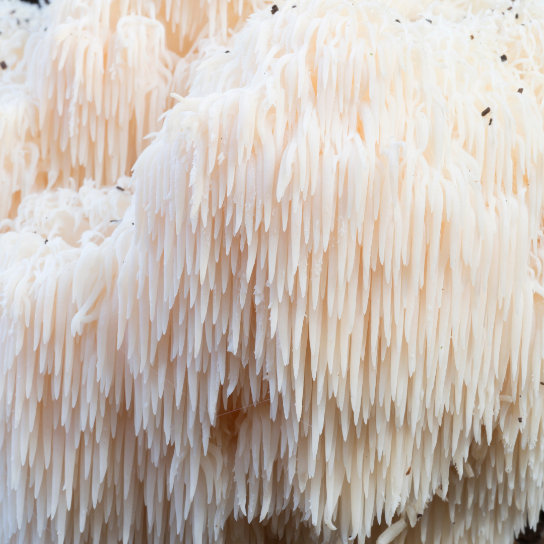 White mushroom with a fibrous texture