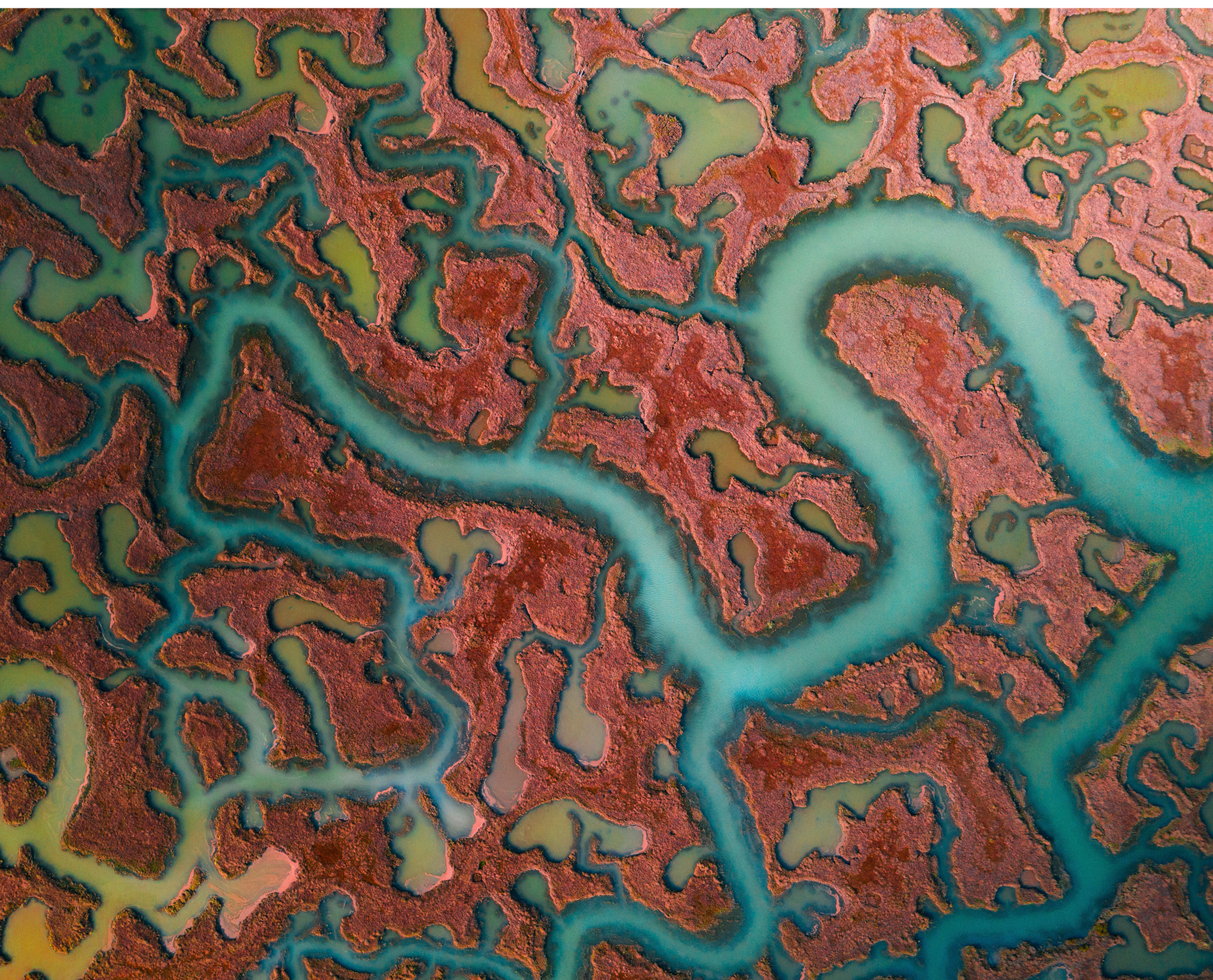 Earth is our extended Body